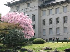 国立博物館庭園に秀麗な櫻を観る