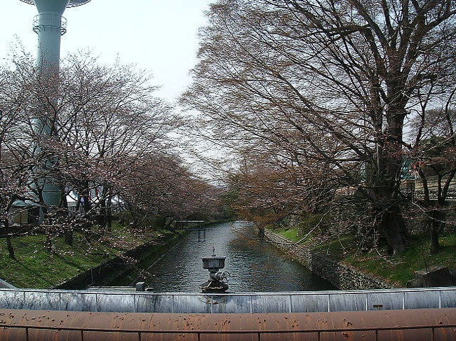 多摩川八景の一つに数えられる羽村堰。羽村橋付近の玉川上水の両岸には2,000本のソメイヨシノが植えられ、さくらまつりは年々華やかさを増している。詳しくは私の運営するサイト内http://www.jojitown.net/での旅行記「＠ひろみのおさんぽ」羽村堰の桜でご紹介しています。 