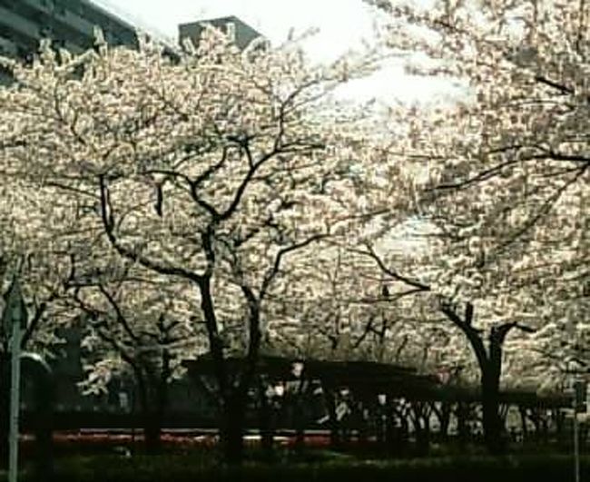 桜咲く街の風景を撮影しました<br />
