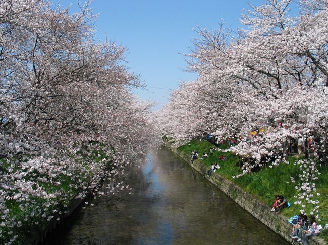 ☆日本さくら名所百選 愛知県岩倉市五条川<br />★Famous place of Japanese Sakura. The Top 100 Cherry Blossom sights in Japan. The gojo river of Iwakura-city, Aichi，Japan<br />