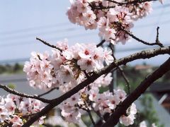 静岡/桜☆桜☆満開の桜とお花だらけの伊豆高原＠茄子のはな（2005年4月）