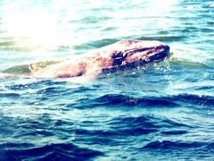 コククジラ調査隊　（Vol,2）～４月のバハ・カリフォルニア