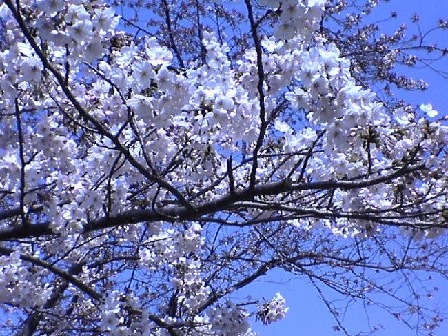 4/3日米　第12回　桜まつり(＠横須賀基地)に行ってきました。<br />ご存知のごとく4/10だと最高でしたがほとんど、桜は咲いていませんでした。・・・残念!!<br />
