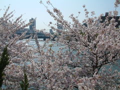 大阪造幣局「桜の通り道」