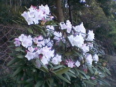 ★今年の「しゃくなげ」の花はどうかなぁ？・・・の旅。