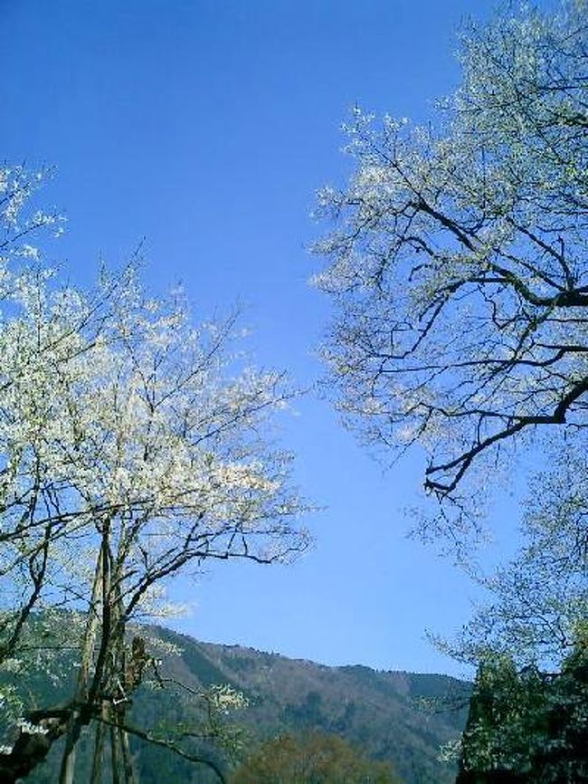 樹齢1500年の淡墨桜目指して根尾村へ向かいました。