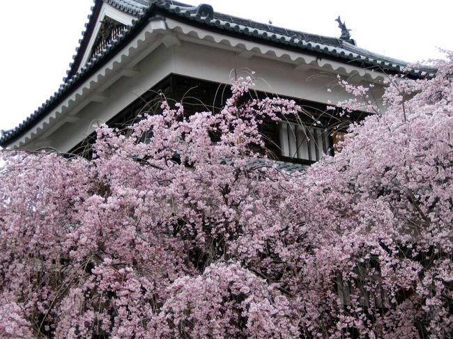 東京からＪＴＢのバスツアーで一泊二日で長野県各地や新潟の高田の夜桜を見てきました。二食も付いて一人11500円はお得！でした。また４５人乗りのバスも我々４人を入れて８人とゆったり。<br />少し早めの桜の見学でしたが、色々な所に行けてとても良かったです。
