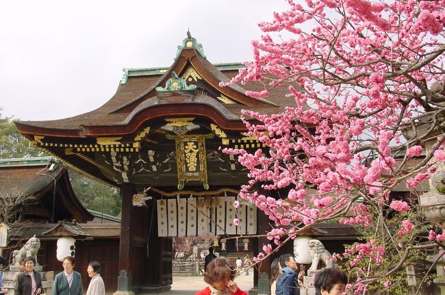 平野神社から歩いてすぐのところに北野天満宮があります。学問の神様だし、ご挨拶しとかないとね♪　と思ってお参り。<br />もうとっくに梅は終わってるだろうと思ったら、まだ八重の紅梅が咲いておりました。今年は梅の花も、どう咲いていいのか悩んだのではないでしょうか？･･･何はともあれ、日本三大天満宮のひとつである、北野天満宮で学問成就の祈願をしたのでした(^^