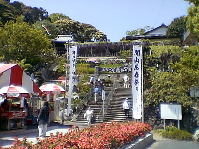 福岡県北九州市内で、もっとも有名な”藤の花”の名所・・・八幡西区の「吉祥寺」に「レンタク」で行ってきました。<br />北九州都市高速を「小倉駅北ランプ」から乗り約２５分、「小嶺インター」で降りるとすぐのところに「吉祥寺」があります。<br />当日は「藤まつり」の初日で、平日にもかかわらず大勢の観光客でいっぱいでした。天気は上々でしたが気温が２５度もあり汗ばむ陽気で、皆さんハンカチ片手に観光されていました。<br />境内の藤棚の下では、家族連れの方々がお昼のお弁当を食べられていましたよ！沿道には露店がいっぱいでした。<br />吉祥寺は、浄土宗第二祖鎮西上人の生誕の地であり、創建は健保から親和(1213年〜1224年)の頃と伝えられています。４月下旬には、４種類数十本の藤の花がすだれの様に境内を埋め尽くし、特に紫野田藤３本は樹齢１５０年程で、市の保存樹に指定されています。「藤まつり」は藤の花が見頃となる４月２７日〜２９日に毎年開催されます。「吉祥寺」の周辺は多くの出店で賑わい、近隣からだけでなく市外からも多くの方が訪れます。また、２０数年前に始まり、地域の郷土芸能として定着した「吉祥寺太鼓」もまつりで披露されます。(ふるさと情報ふくおか：北九州市：イベントのＨＰを引用させていただきました)