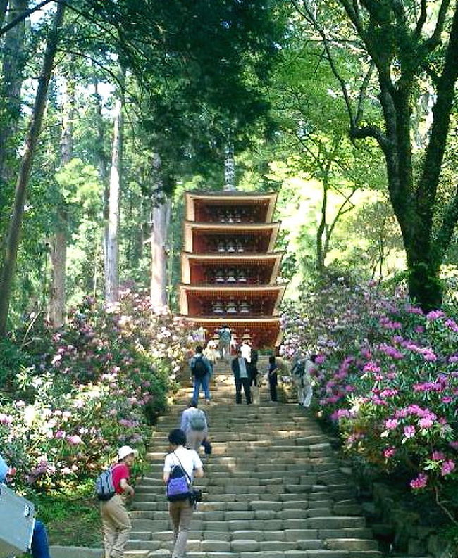 山桜の花散る頃、室生寺の石楠花は<br />満開を迎える