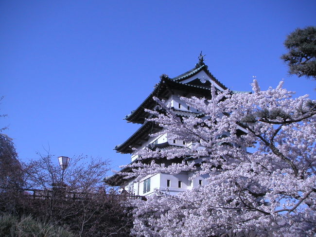 日帰りのバスツアーで弘前城の桜を見に行った。<br />５月の連休、天気は最高。しかも、岩手県平泉の「藤原祭り」と重なって、高速道路はすごい渋滞。午後１時着の予定が、３時過ぎても、まだバスの中。道を変えてみたもののやっぱり他も混んでいて、ついたのは３時４５分。それでも、約１時間半くらいで、見学できました。<br />　空の青さとお城と岩木山と、そして満開の桜・桜・桜...。<br />やっぱり、きてよかった。「百聞は一見にしかず」とよく言ったものです。<br />　名物の黒いこんにゃくや、大っきいタコがはいった「たこ焼き」は、たくさんの人が並んでいて味見はできなかったけど、缶ビールとイカ焼でいい気分。帰りのバスの中では、ずっと眠っていて、あっという間に帰ってきました。それでも、自宅に着いたのは夜の１１時。　ずっと一人で運転していた運転手さん、ご苦労さん。安全が何より。無事帰れて、いい思い出ができたことが何よりです。
