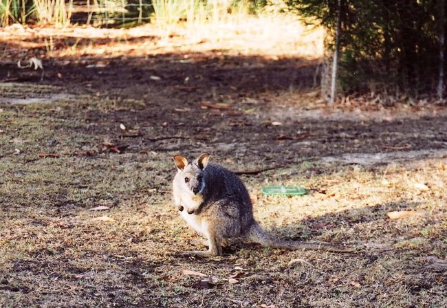 毎年我が家恒例のオーストラリア発券旅行へ行ってまいりました。<br />カンガルー島では、厳しい自然とすばらしい自然が混ざり合った風景が広がりました。<br />かわいいワラビーがあこちにおり、あしかも気持ちよさそうにお昼寝していました。<br />アデレードはすごく綺麗な街で、”住みやすそうだなぁ”と感じる事しばし。<br />そして、ワインワインワイン☆バロッサバレーでおいしいワインを堪能(^▽^)<br />そして、アデレードからシドニーまでは大陸横断列車の”インディアンパシフィック号”で移動!<br />飛行機では、わずか2時間の道を24時間かけてシドニーへ向かいます。<br />オーストラリアって広いし、赤い大地なんだなぁ。と車窓を眺めながら再認識させられました。<br />今回も、すっごく楽しい旅でした。また来年会いましょう!豪州♪♪<br /><br />☆旅行形態:個人旅行<br />☆航空会社:JAL Cクラス<br />☆ホテル:<br />(カンガルー島)Westren KI Caravan Park<br />(カンガルー島)Correa Corner B&amp;B<br />(アデレード) Hilton Adelade<br />(シドニー) Swissotel Sydney <br />☆お世話になったWeb<br />○Western KI http://www.westernki.com.au/<br />○Correa Corner B&amp;B http://www.correacorner.com.au/<br />○南オーストラリア政府観光局 http://www.adelaide.australia.or.jp/regions/kangaroo_island/<br />○グレートサザンレイルウェイ http://www.gsr.com.au/<br />○Regional Express http://www.kendell.com.au/<br />○EMU Airways http://www.emuair.com.au/index.php/<br />(上記のリンクは旅行手配当時のものです)<br /><br />-----------------------------------------------------------<br />*記事のポリシー→http://4travel.jp/traveler/suzuka/profile/