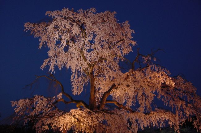 本当は、円山公園に行く気はなかったのです･･･誰がどう考えても今年の京都の桜は９日～１０日が見頃。春といえば京都！と楽しみにしている観光客（私も観光客だけど、おほほ）は、ただでさえ洛東に集中するのに･･･「タクシーだって祇園界隈はぜーんぜん動かなくなるほど混むのよ？」って言ったって「あたしゃバスで行きます。あなたが行かなきゃ私一人でもいきますから。」って･･･押し車押さないと動けないのに、殺人的な人ごみの中一人で行かせるわけにはいかないじゃん！　バスに乗るんだってその押し車を誰がのせるのよぉ。<br />というわけで、親子喧嘩＆半分ふてくされ気味でたそがれの円山公園に向うことになりました(^^ヾ<br />案の定、バスは普段だったら北野天満宮から20分もかからんのになんと2時間がかり･･･寿司詰め状態の車内に座れる席があろうはずもなく。あまりの渋滞振りにしびれをきらして四条河原町で下車して歩くも「押し車」が凶器になりかねない（凶器になってたかも(T.T)混雑振り（溜息）。いったん宿に帰って休憩後、地下鉄使って二条城の夜桜見たほうがお母様には向いていたとおもうわよ？<br />何はともあれ、2005年4月9日の夕方、祇園界隈で押し車にうしろからかかとを轢かれたみなさま、大変ご迷惑をおかけいたしましたm(..)m