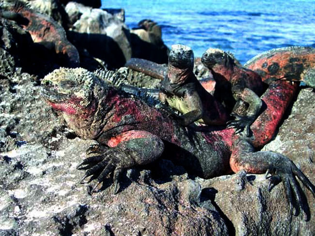 リアルタイム旅行記 南米放浪2人旅 第54便 ガラパゴス諸島編2 不思議な動物たち ガラパゴス エクアドル の旅行記 ブログ By ヘンタビさん フォートラベル リアルタイム旅行記 南米放浪2人旅 第54便 ガラパゴス諸島編2 不思議な動物たち ガラパゴス エクアドル の旅行記 ブログ By ヘンタビさん フォートラベル