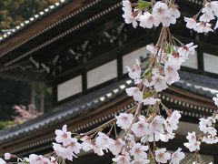 久遠寺の桜＆塩山いちご狩