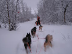 Abiskoで犬ぞりしよう♪♪