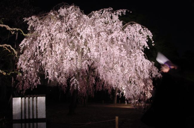 築城４００年を記念して始まった「二条城ライトアップ」は、今年で４回目になるそうです(*^｡^*)　私は初めての二条城夜桜見物になります。２週間前にも昼間に二条城を訪れて、桜が咲きそろったらさぞ見事だろうと思っていたので、こちらも再訪してみました♪<br />夜桜を写すっていうのに、三脚も一脚も持たずにでかける、無計画ぶりがここでも発揮されていて、写真は手振れ三昧ですが雰囲気はきっと伝わる！･･･と思い込んでいます(^^ヾ