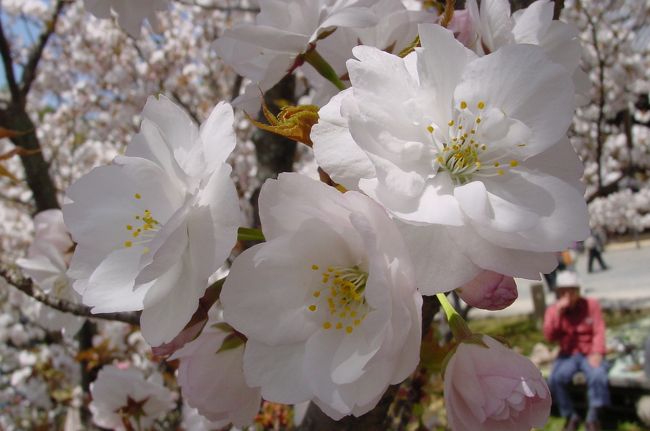 「わたしゃおたふく御室の桜　はなが低いが　人が好く」<br />って言われている仁和寺の御室桜。咲き誇る桜がちょうど目の高さに咲くので「花が低い御室の桜」と「鼻が低いお多福」とかけているのですね(^^<br />京都市中の桜よりも開花時期が遅いので、なかなか同時期に見ることがむずかしいのです。今までも花見頃の京都をねらって何度も来ているのですが、なかなか御室桜にはタイミングが合いませんでした。今年は、ソメイヨシノが例年より１週間から１０日遅れでしたが、御室桜はほぼ例年通りに咲き始めたため、市中の桜と同時期に見ることができました♪<br />他の桜と比べて花が大きくて見ごたえあります。