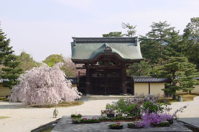 久しぶりに嵯峨野を歩きたくて、まずは嵐山を目指しました。仁和寺から京福電鉄を使って移動です。<br />嵐山でエネルギー補充を少ししたあと、人ごみを避けて清涼寺へ(^^　ゆっくり釈迦如来像とお話をして、大覚寺にたどり着いたときにはもう３時を過ぎていたので、お寺はもうお片づけモードに入っていました(^^ヾ　でも、昼間の沸き返るような喧騒とは違った夕方の少し落ち着いた時間帯の方が、私は好きです♪