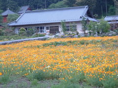 「ハナビシ草」畑　栃木県上都賀郡粟野町下粕尾