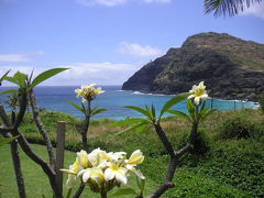 ハワイで出会った花たち