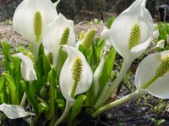 水芭蕉がきれいでした♪＠岡山県森林公園から南下☆2005年4月30日