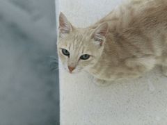 ねこの島サントリーニ Ｉ I