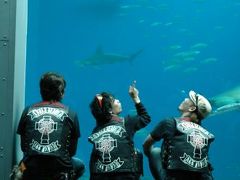 いわき　アクアマリン福島のさかなたち