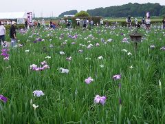 江戸川　小岩菖蒲園