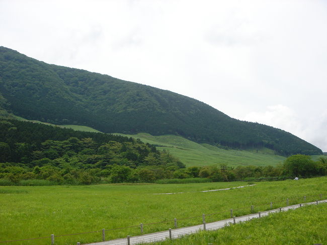 ニッコウキスゲが咲いたとの情報で<br />箱根湿性花園まで出掛けました<br /><br />御殿場から乙女峠を越えて箱根町へ<br />富士山は歌の通り【頭を雲の上に出し】<br />雲がだんだん上がってきてこれ以後は姿をすっかり隠してしまいました<br /><br />今日の箱根は蒸し暑くて少し歩いただけで汗が出る。。<br />緑が多いので風が吹けば涼しいのですが・・暑かった<br />湿性花園のニッコウキスゲはもう少しですね<br />珍しいところでは、ヒマラヤの青いケシとヘイシソウ<br />クロハナロウゲが咲いていました<br /><br />散策してランチは入り口にあるレストラン<br />私はビーフストロガノフ<br />美味しかった!!自家製パンも美味しかった!!<br />コーヒーは箱根富士屋ホテルでということになり<br />ここでは我慢<br /><br />富士屋ホテルは国登録有形文化財<br />明治11年に建てられたものでまるで神社仏閣のよう<br />その風格には圧倒されました<br />今日はデザートだけにして<br />次はダイニングで食事をしましょう!!<br /><br />帰りは三島市に下りて<br />富士山の伏流水「柿田川」で涼んでいたら<br />トンボ・チョウが飛んでいて昆虫好きの私は涼む・・ところではなかったでした