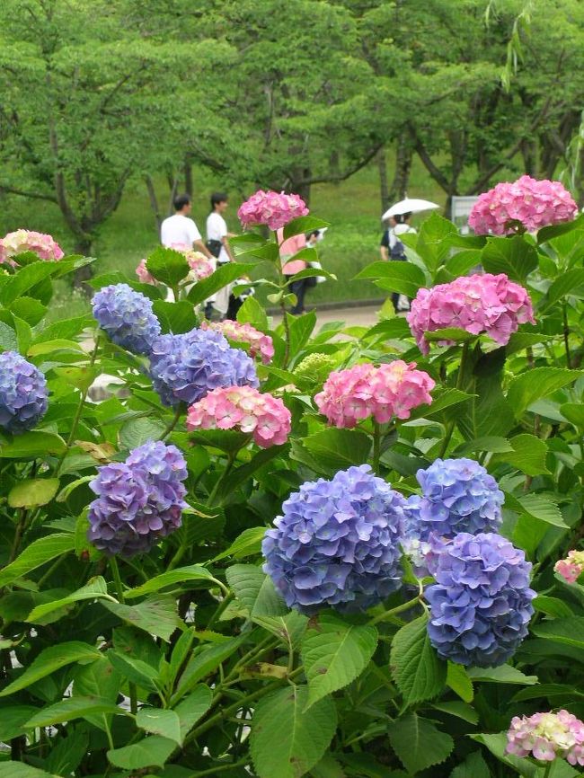 万博公園のアジサイがそろそろ満開です。<br />「アジサイの森」も見事ですが、「桜のみち」もすばらしい。<br />ご訪問をお薦めします。