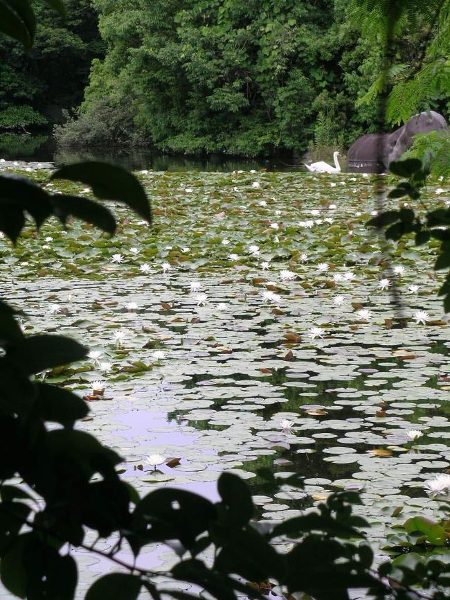 気持ちよさそうに白鳥が泳ぐ万博公園の池。<br />真っ白なスイレンが元気一杯咲き誇っています。