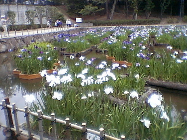 私の住んでいる北九州市には、「花菖蒲」で有名な公園があります。そこは戸畑区の「夜宮公園」・・・ＪＲ小倉駅より、車で約１５分のところにあります。<br />今回は介護仕様の「レンタク」で、お体のご不自由なおじいちゃんと、その娘さん達(中年の方々ですが・・・)二人のお客様をお連れしました。<br />「夜宮公園」は「車椅子」の方でもＯＫです。<br />平日にもかかわらず、花見客でいっぱい！<br />紫や白の大きな花が満開でした。　