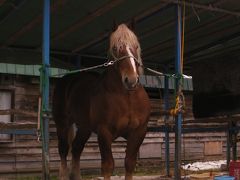 ばんえい競馬に熱中ッス！