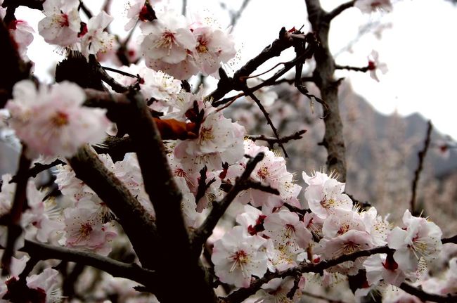 2005年3月に訪問した、北部パキスタン、フンザ地方の訪問記の内、杏の花の写真と、生活の様子を撮った写真をお見せ致します。<br />　この地方の杏の花盛りは世界的に有名で、３月から４月にかけてのこの時期のそしてこの地方は、世界の『桃源郷』と言われています。杏の木は自生の物ではなく、約1.000年前頃からその実を食料にするために、人々が植え続けてきたものと言われています。<br /> 杏の花の最盛期（満開期）はその年により少々前後はするようですが、３月の中旬から４月の初めにかけての様でした。ただ、フンザ地方と一口に言っても、標高1.500ｍ位から3.000ｍ近くの所にも村々が有りますから、下の方の村では花盛りを過ぎていても、少し標高の高い村を訪れると、満開の花盛りに出会うことが出来るのです。<br />　今回私たちが訪れた2005年3月25日のカリマバード村は、５分咲きから7分咲きと言ったところ、帰国時の4月2日頃は、まさに満開でした。<br />　杏の花はあまり臭いはしません。花盛りの村々は、日本の桜の満開期の様な景色ですが、日本の桜よりはどの村でもこの杏の木々が多く感ぜられました。花の色はほとんど白からピンク（桜色）まで様々ですが、日本の桜と比較して、白っぽい物が多い様です。<br /><br />　杏の花の写真と共に、旅行中の食事や現地の生活状況等の写真をお見せします。<br /><br />