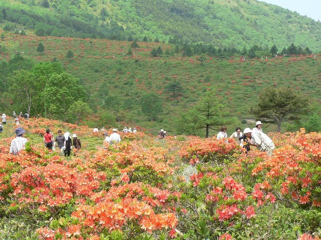 ５０万本と言われるレンゲツツジの群生地<br />長野県東御市の湯の丸高原まではるばる行ってきました<br />２,３日前にテレビでやったということで、凄い人出でした<br /><br />登りはつつじ平までリフトに乗って、楽々コース<br />眼下には牛が遊び、緑の山々が綺麗<br /><br />標高１７００ｍもあるというのに、暑い<br />雲が覆っていた空もいつの間にか夏の日差し<br />寒さ対策に上着を持って、半袖のTシャツを着ていた私は<br />腕には半袖の日焼け跡が。。首はTシャツの丸首の日焼け跡<br />日陰を探してお昼はコンビニのおにぎりとサラダと燻タマetc．<br />緑の中で食べるのはこんなものでもご馳走です<br /><br />「池の平湿原」のあやめの群生は来月に入らないと咲かないので<br />ここは機会があったらまた。。ということにして<br />軽井沢のジョン・レノンが通って来ていた「離山房」に寄って<br />美味しいコーヒーを飲みながら、ジョン・レノンの思い出話を聞かせてもらいました<br />「離山房」の名づけの親は水上勉氏です