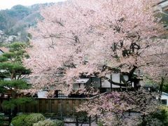 長野　桜の旅～♪