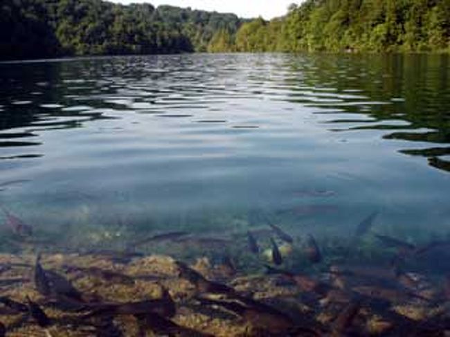 プリトヴィッツェ湖群国立公園は日本ではかなりマイナーかもしれないが、世界遺産にも登録されている、非常に美しい湖と滝がある国立公園だ。公園内には大小16の湖、92の滝が存在し、1990年代の内戦の際に危機にさらされたが、再び整備されて毎年多くの人々がその美しい湖を一目見ようとやってきている。<br /><br />詳細は下記をご覧ください！<br /><br />★私の本サイト　http://www.red-pepper.jp/<br />★このときの旅ブログ　http://blog.e-tabinet.com/live1/index.php?itemid=536