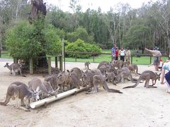 オーストラリア～ゴールドコーストで豪州の動物達に癒される～