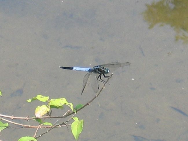 夏本番に、身近な水辺のくろんど園地にハイキング。ほしだ園地に人が流れてくろんど園地は人が少ない。