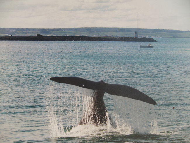 陸からクジラが見えるWarrnambool（ウォーナンブール）へ。　この写真は　マリン博物館でのもの（了解済みで撮った写真）