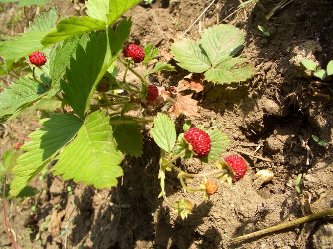 チレント、パリヌーロ編