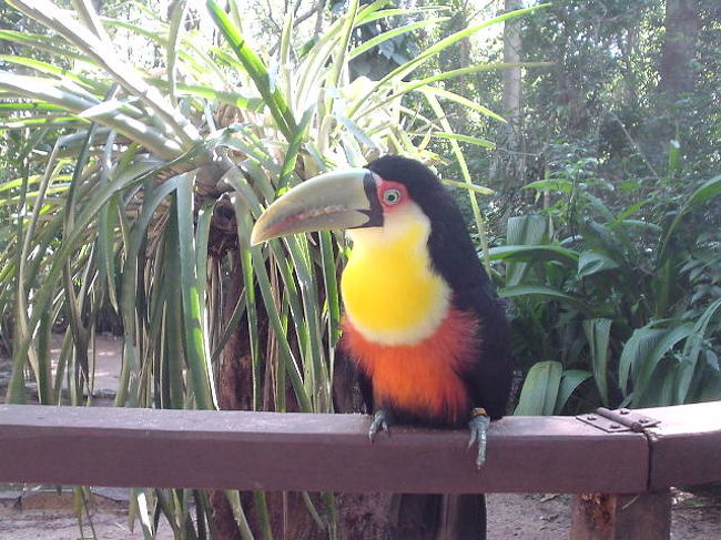 ブラジル側イグアスの滝の入り口付近に<br />バードパーク （Parque das Aves) がありました。<br />ここでは柵なしでカラフルな鳥に限りなく近づけます！<br />鳥も逃げません。<br />イグアスの滝のあとは、<br />ぜひ、ここに寄ってみてください。<br /><br />鳥の名前は知りません。ごめんなさい。<br /><br /><br />※ブログ「プチ隠居日記」もよろしく！<br />http://d.hatena.ne.jp/sna59717/<br />