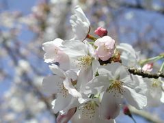 鎌倉　建長寺から桜満開の天園ハイキングコースへ