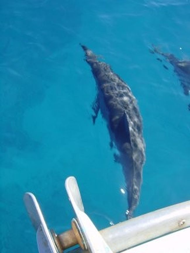 第2弾母娘旅行 ハワイ島 3日目 ホエールウォッチング編 ハワイ島 ハワイ の旅行記 ブログ By まひなさん フォートラベル