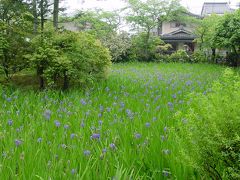 平安時代からの杜若の名所@上賀茂を歩く☆２００５年５月２３日