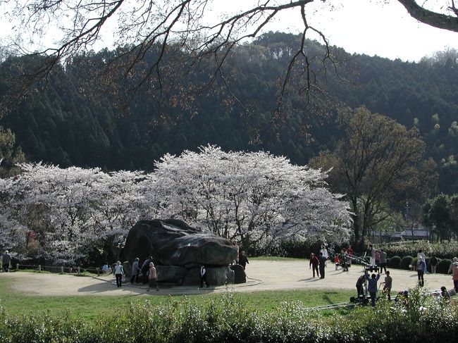 談山神社から甘樫の丘ハイキングの後半戦。石舞台から岡寺を経て甘樫の丘までの部分をご紹介します。<br />多武峯からおよそ5キロの道のりで石舞台に着きました。久しぶりに賑やかなところに出てきました。桜満開の遺跡ではテレビ収録もやっていて、さすが観光地奈良の春です。<br />石舞台を後にすると岡寺の古い町並みを抜けて、桜並木が美しい飛鳥川に沿って甘樫の丘に向かいます。<br />だいぶ日が西に傾いてきた頃、甘樫の丘の頂上に着きました。登り口からはわずかな距離ですが、頂上からは大和三山がよく見えました。最後、バスで橿原神宮駅に出て近鉄で奈良駅に向かいました。<br /><br />【コース】<br />多武峯→石舞台→岡寺→飛鳥川の桜並木→甘樫の丘ー（バス）→橿原神宮駅ー（近鉄特急）→近鉄奈良駅