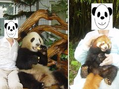 中国・成都　パンダとレッサーパンダに逢う旅