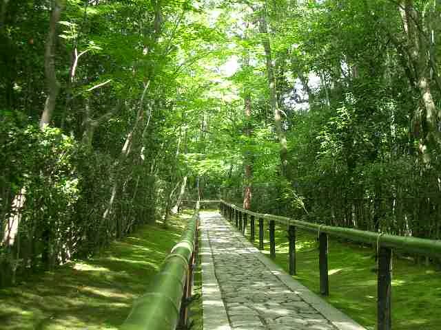 大徳寺にはいろいろと塔頭があります。わたしの好きなのは竹林の参道があるお寺。６月は緑があふれるばかりで圧倒されます。