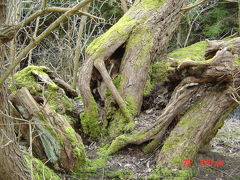 Denmark no ki. hayashi. mori.